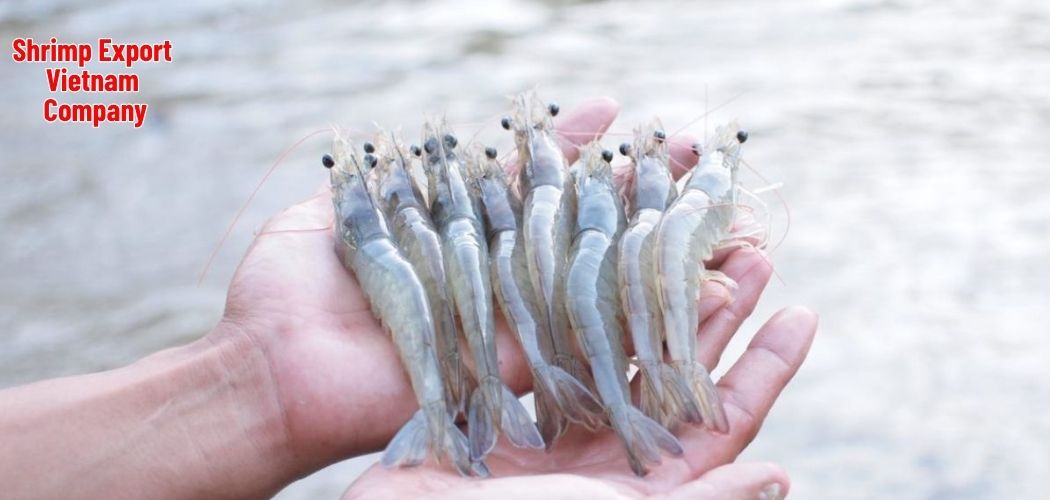 Shrimp Export Vietnam Company 1