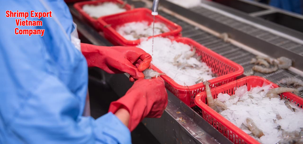 Shrimp Export Vietnam Company 1