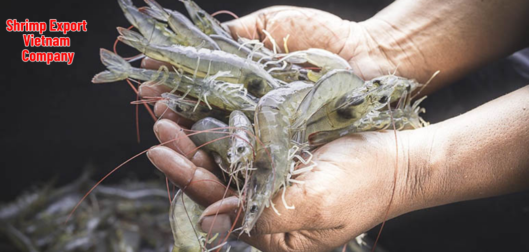 Shrimp Export Vietnam Company 10