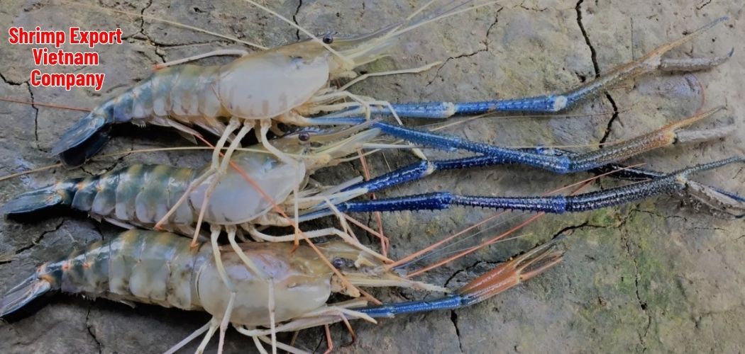 Shrimp Export Vietnam Company 11