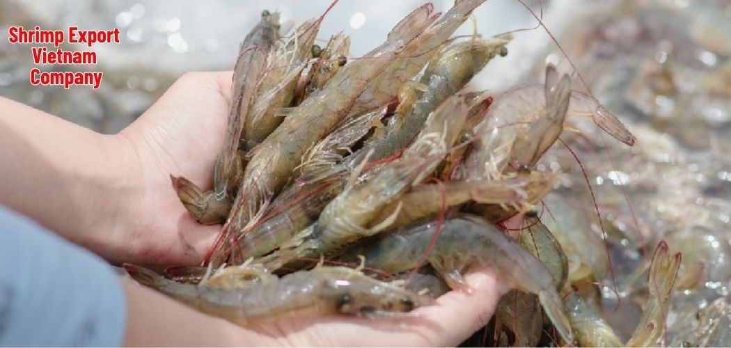 Shrimp Export Vietnam Company 3