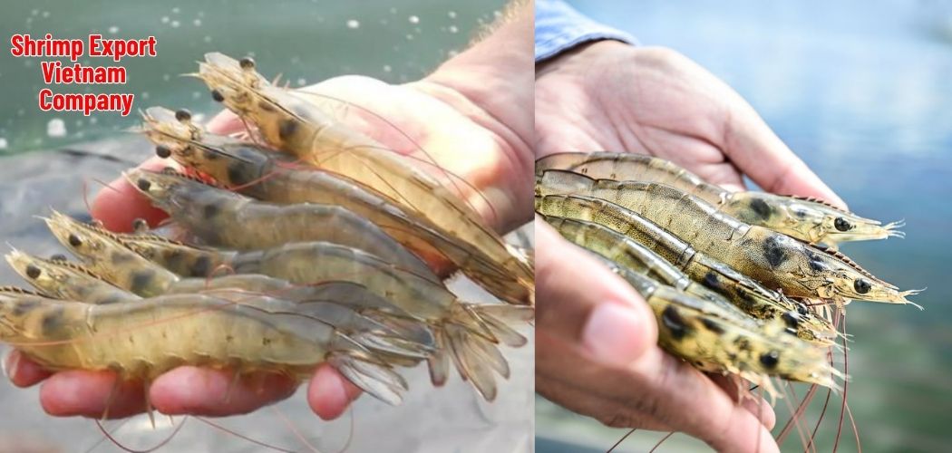 Shrimp Export Vietnam Company 4