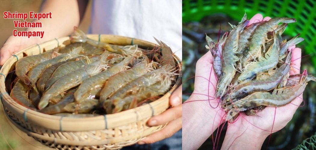 Shrimp Export Vietnam Company 5