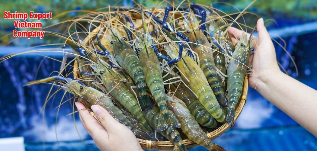 Shrimp Export Vietnam Company 6