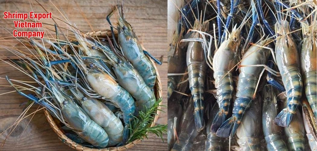 Shrimp Export Vietnam Company 7