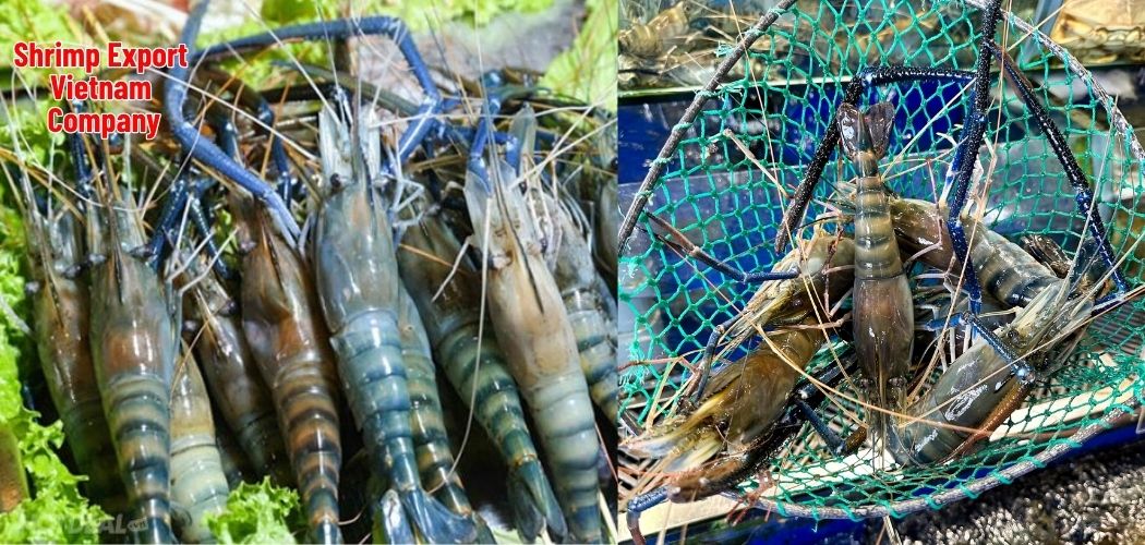 Shrimp Export Vietnam Company 8