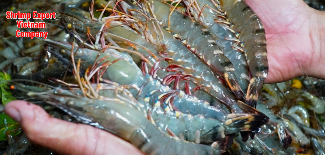 Shrimp Export Vietnam Company 8