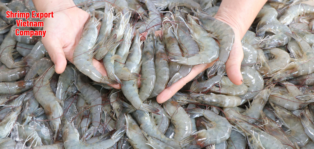 Shrimp Export Vietnam Company